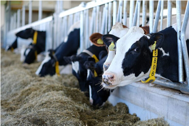 Wisconsin Dairy, Farm Groups Unhappy With Proposed FDA ‘Milk’ Guidance